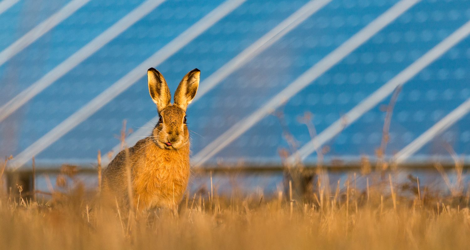 rabbit in a solar farm