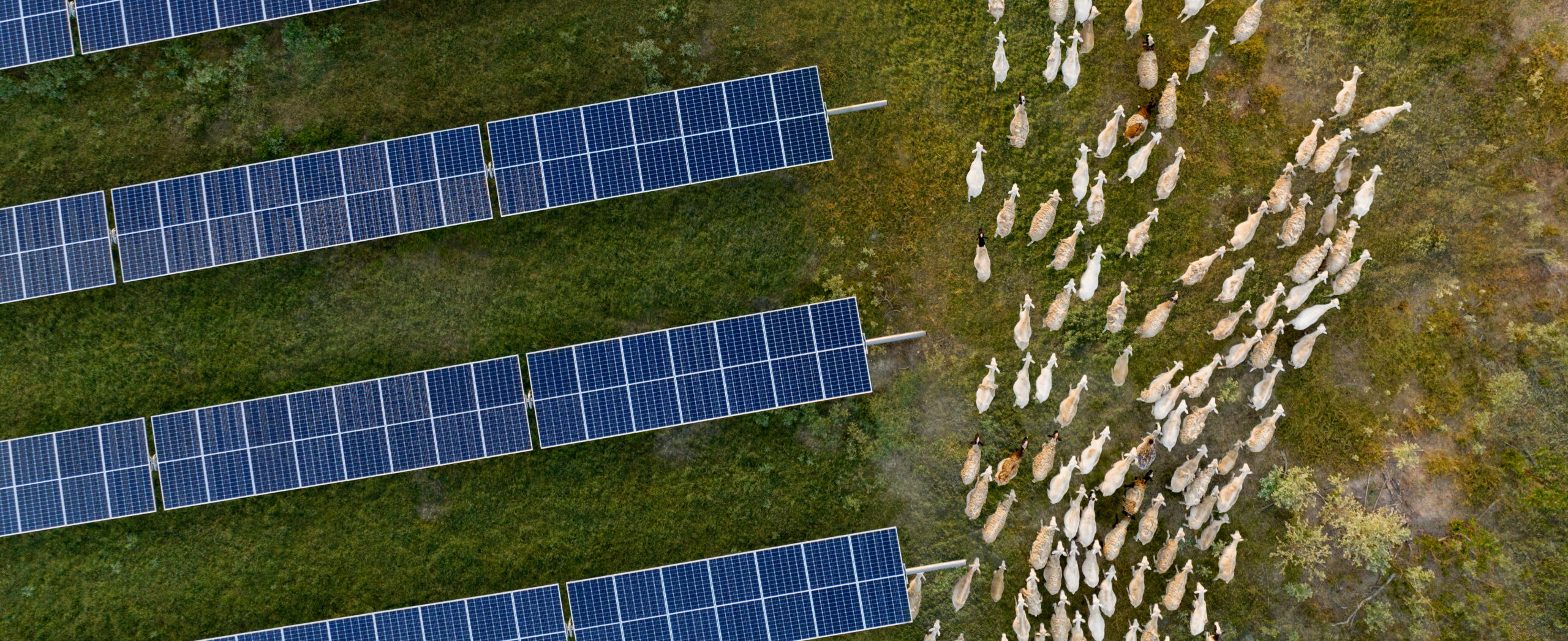 overhead shot of solar panels with sheep