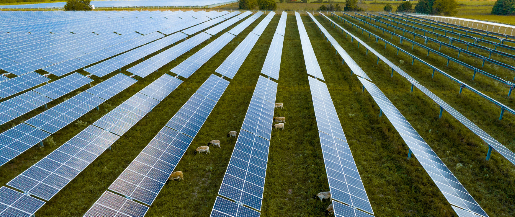 rows of solar panels