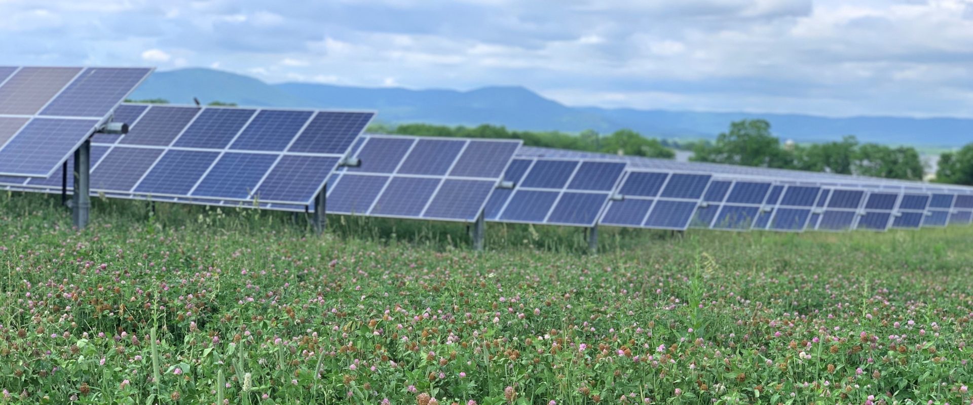 solar field clover