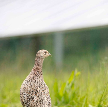 Bird in grass