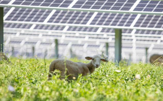 sheep under solar panel