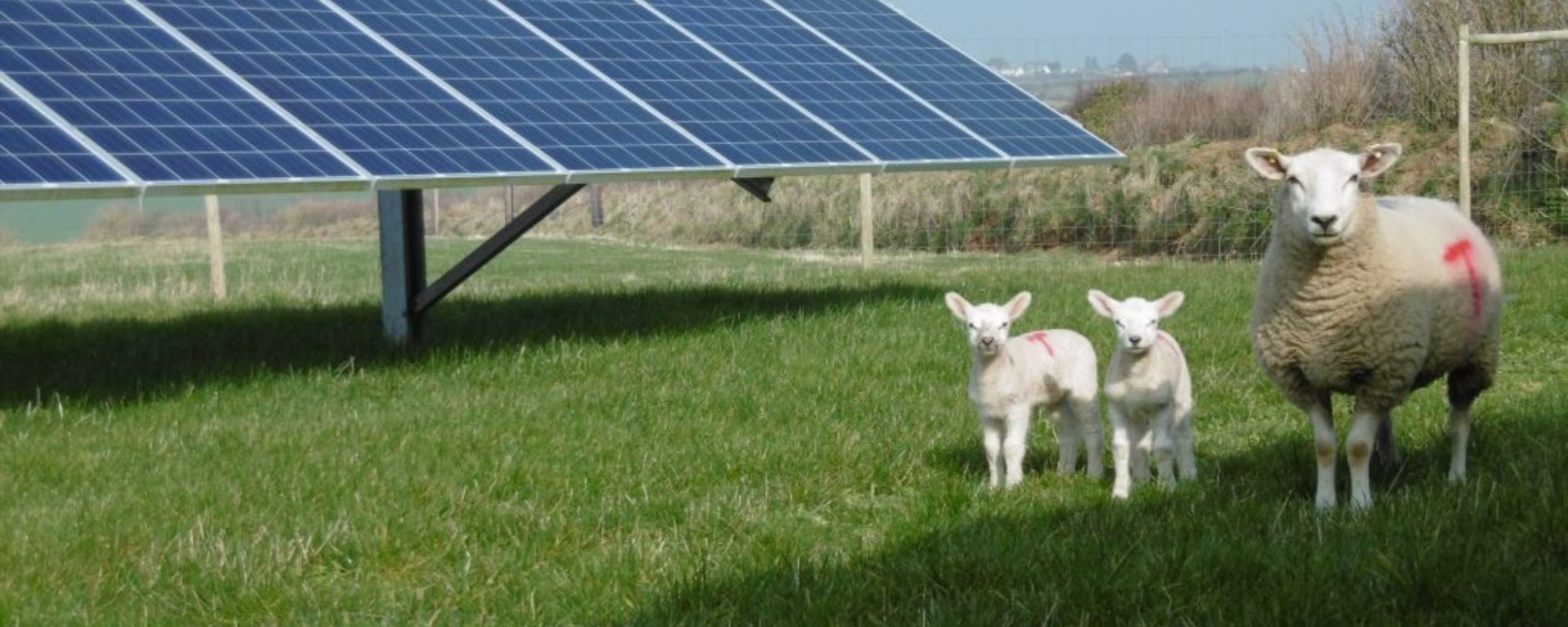 sheep beside solar panel