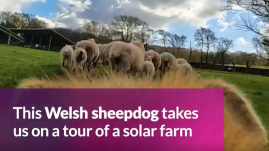Sheepdog and sheep video