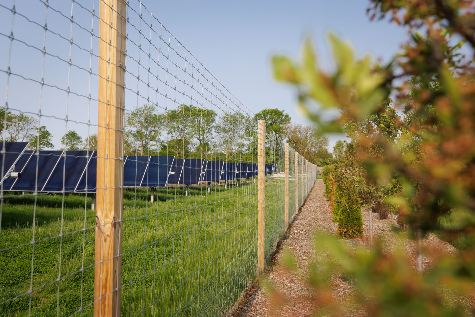 Farm-style fencing and vegetative screening on the perimeter of Bellflower solar in Indiaa