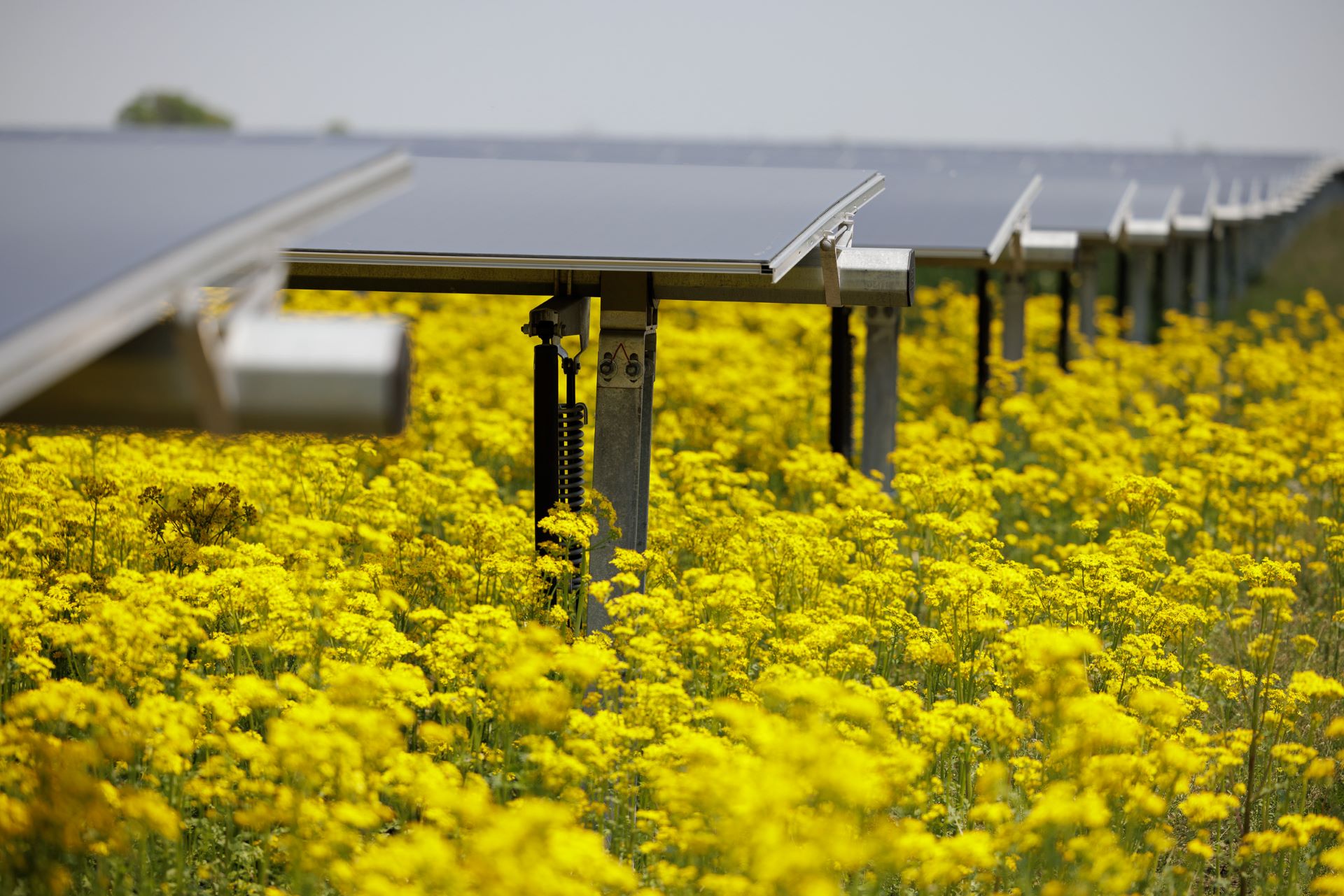 Lightsource bp's Bellflower Solar, a utility-scale solar farm in Indiana