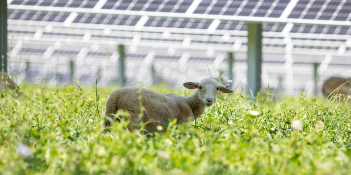 sheep under solar panel in high field