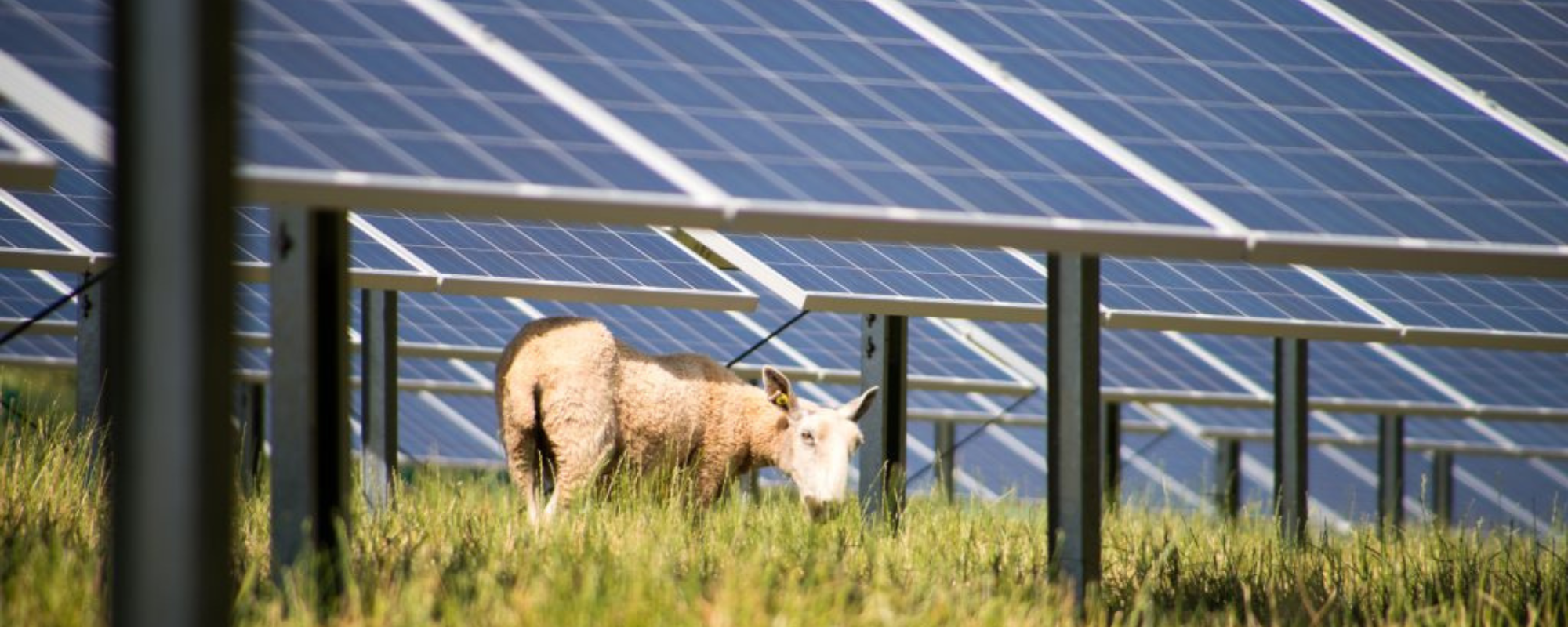 Sheep grazing under solar panel