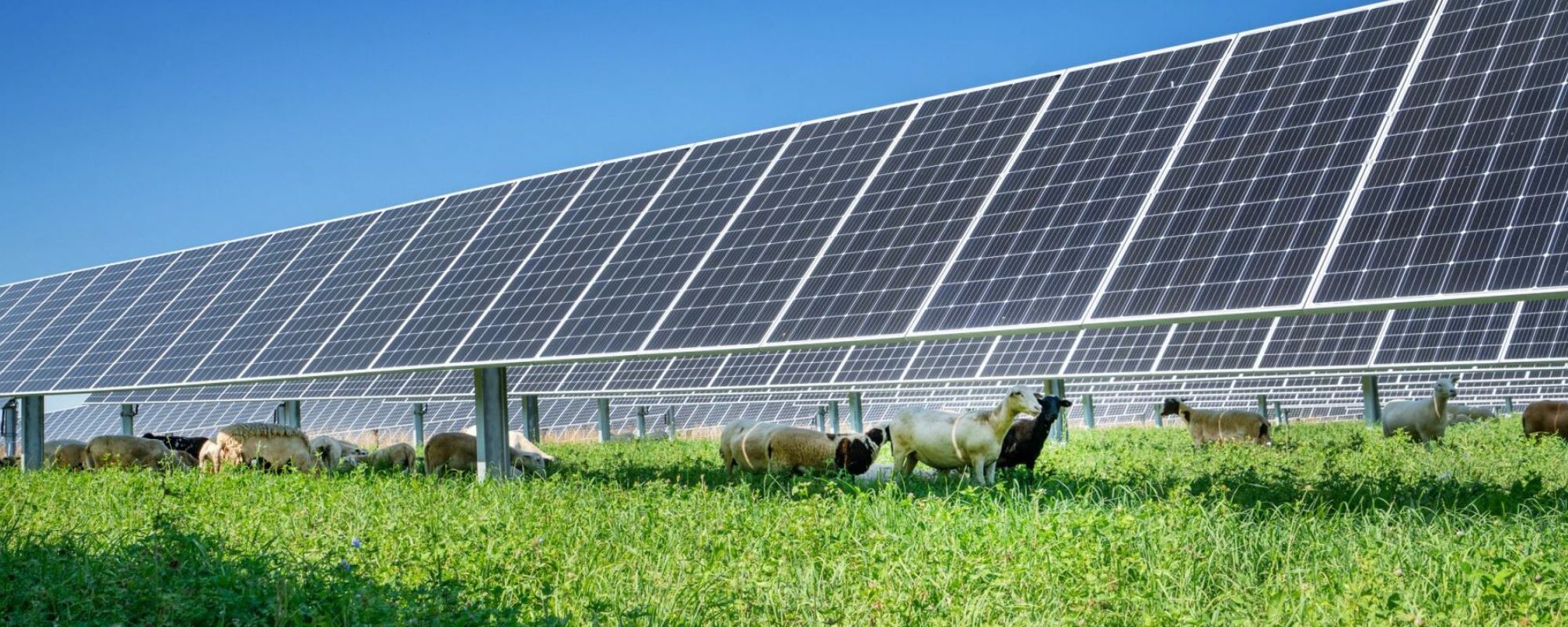 sheep grazing under solar panels