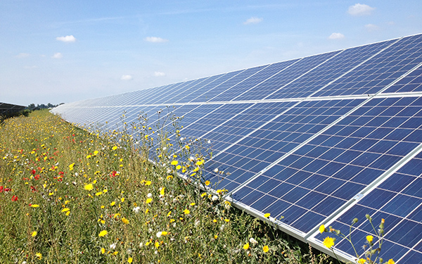 flowers growing around solar panels on a sunny day