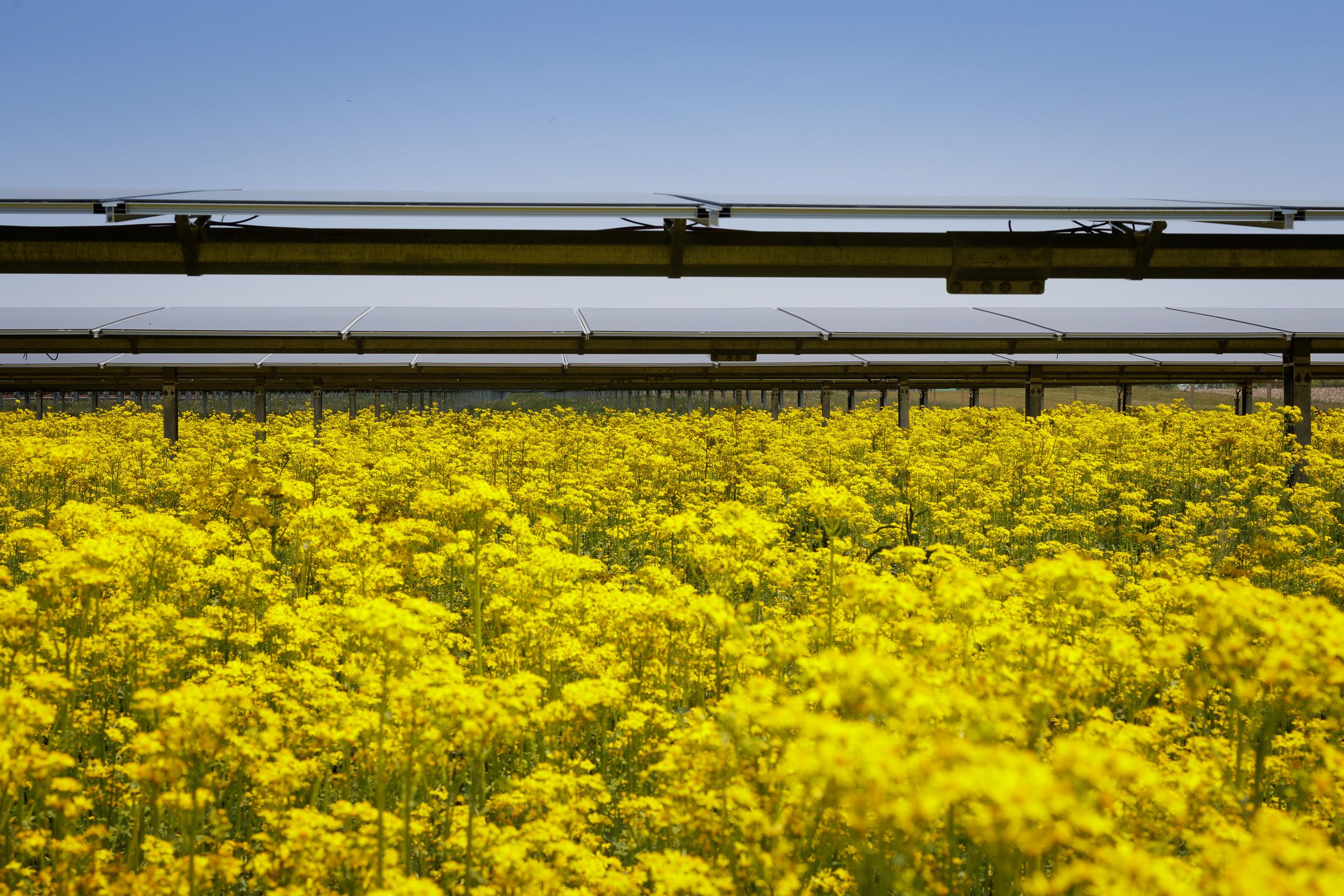 yellow flowers under solar panels