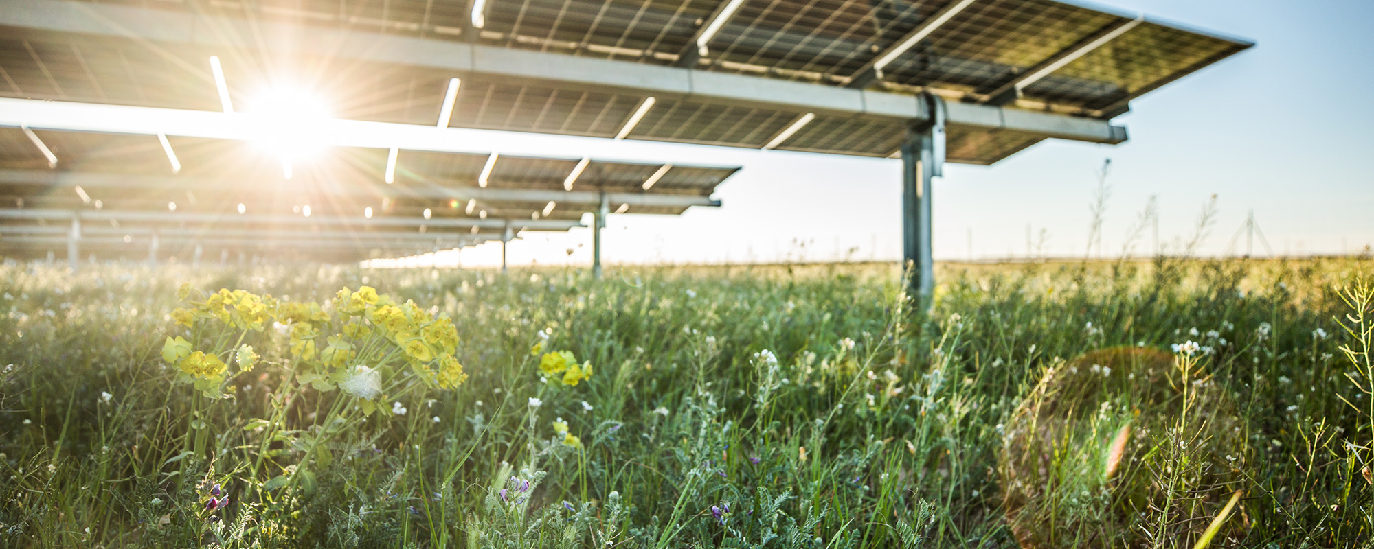 Sun shining through solar panels on flowers growing beneath them