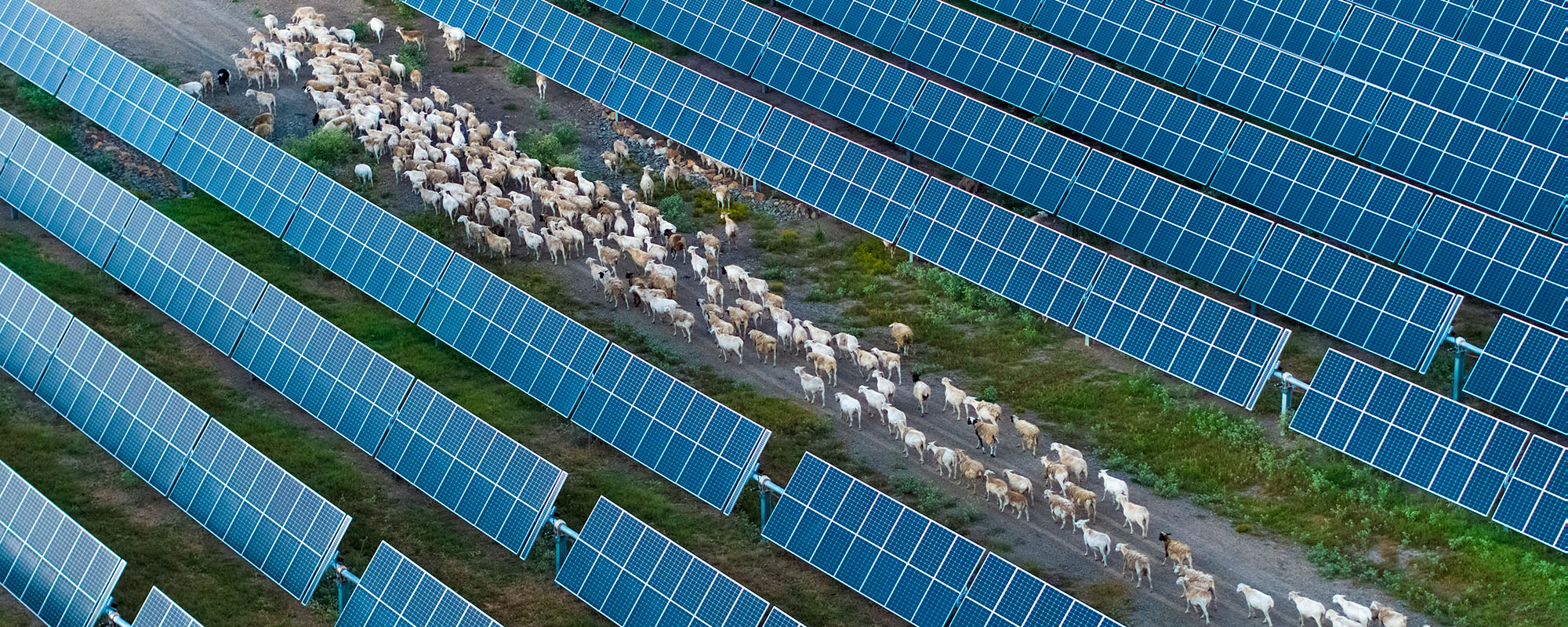 Sheep grazing amongst solar panels