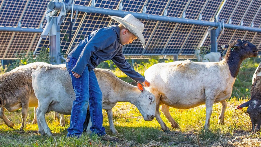 Boy with sheep amongst solar panels