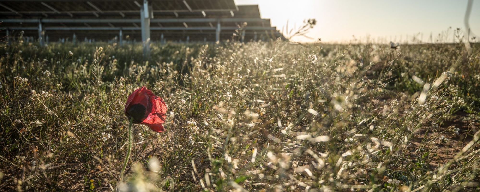 poppy in solar field