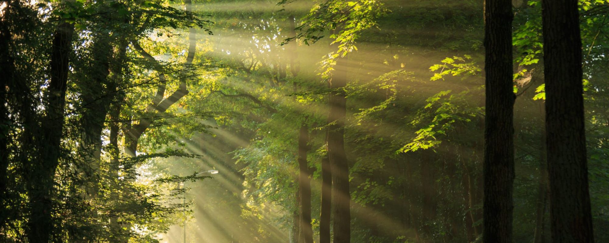 Light through trees