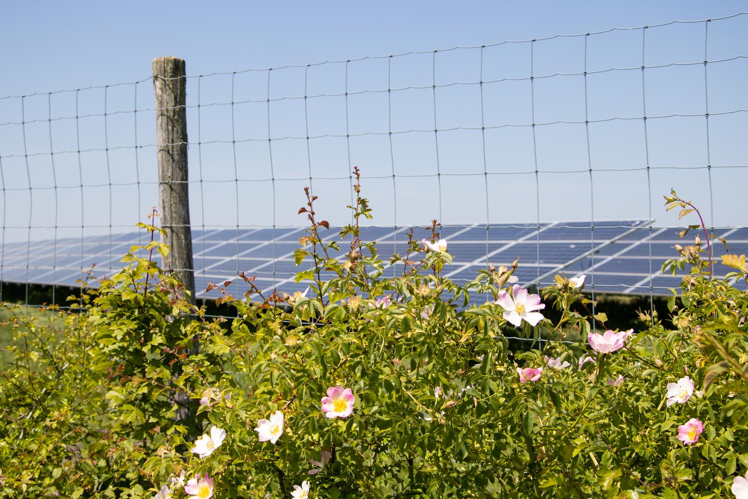 Pink flowers growing on a solar farm