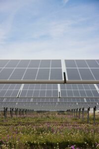 purple flowers growing underneath a field of solar panels