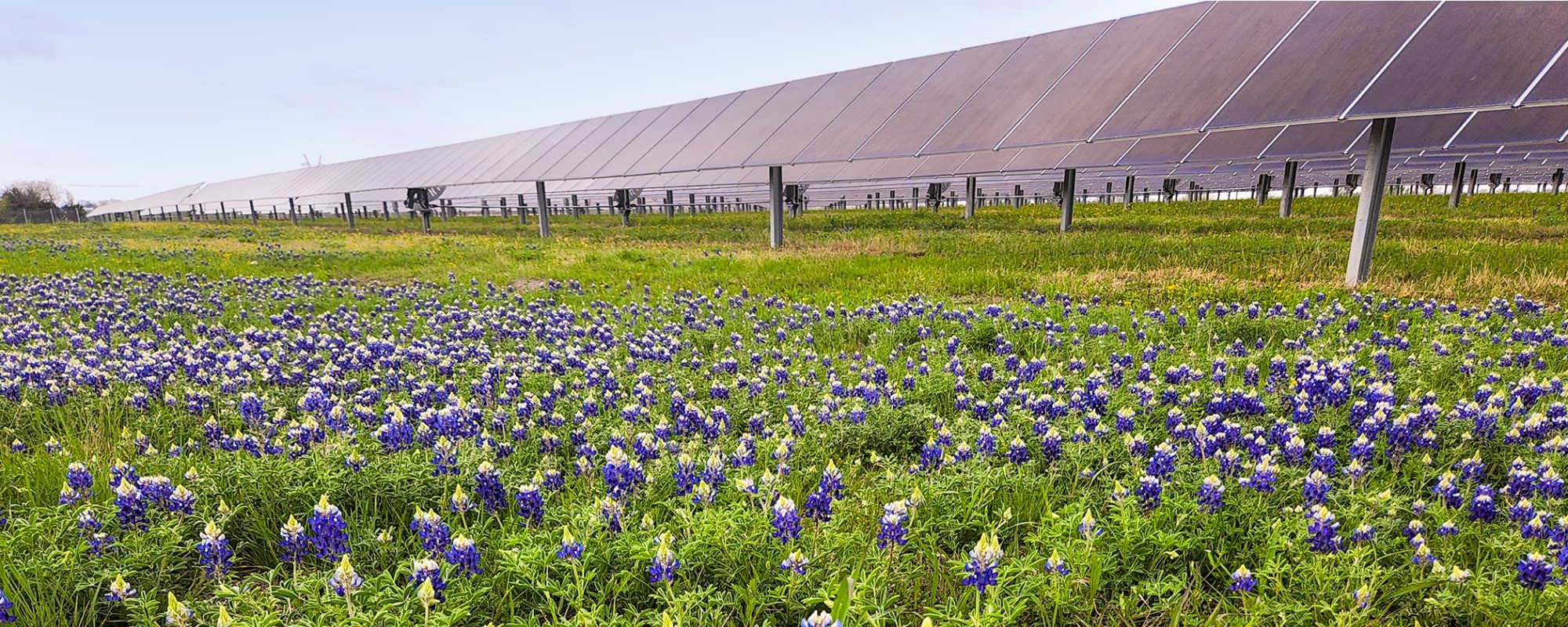 blue flowers with solar panels