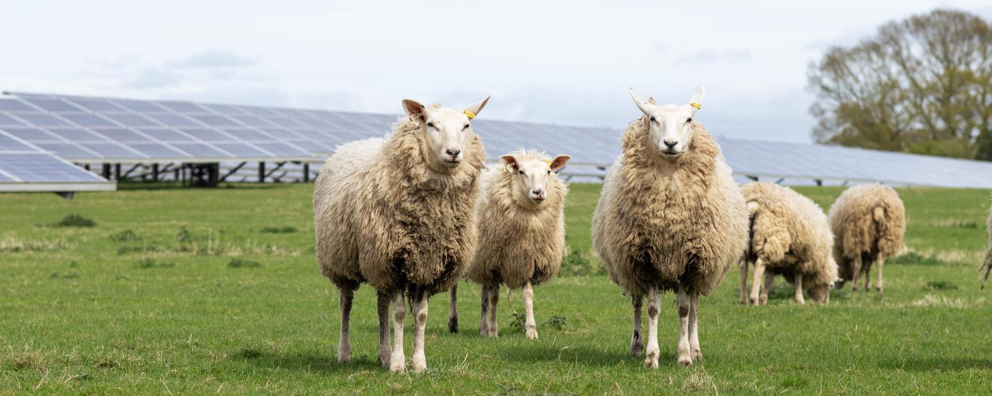 Sheep on a solar farm