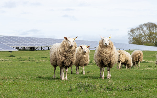 Sheep on a solar farm