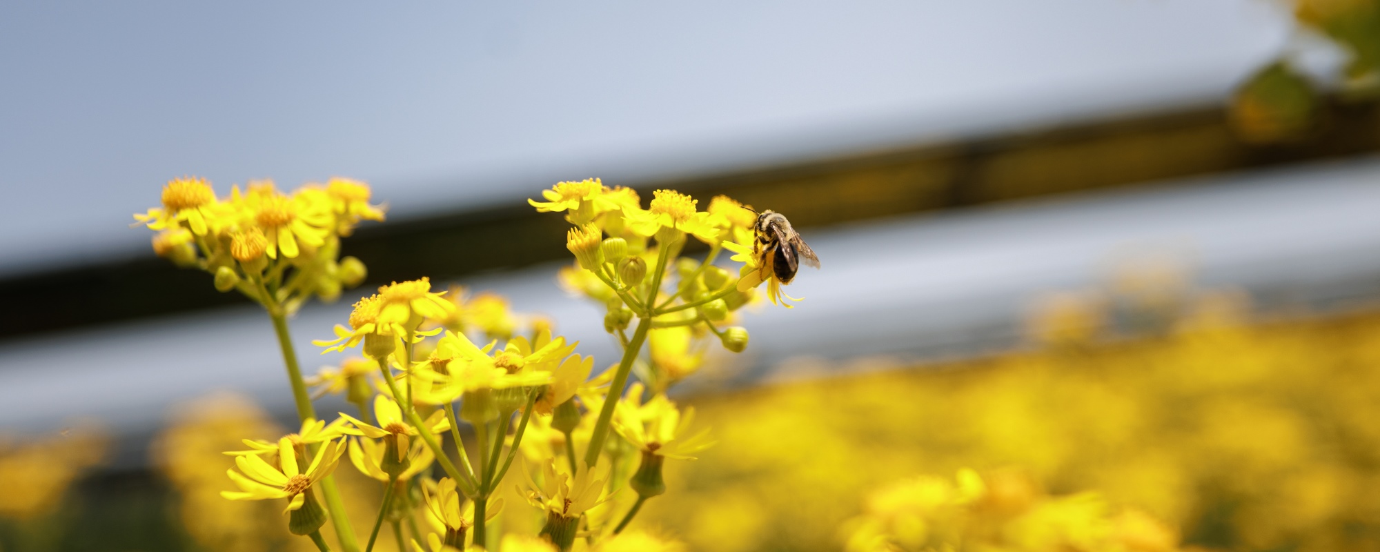 bees on flower