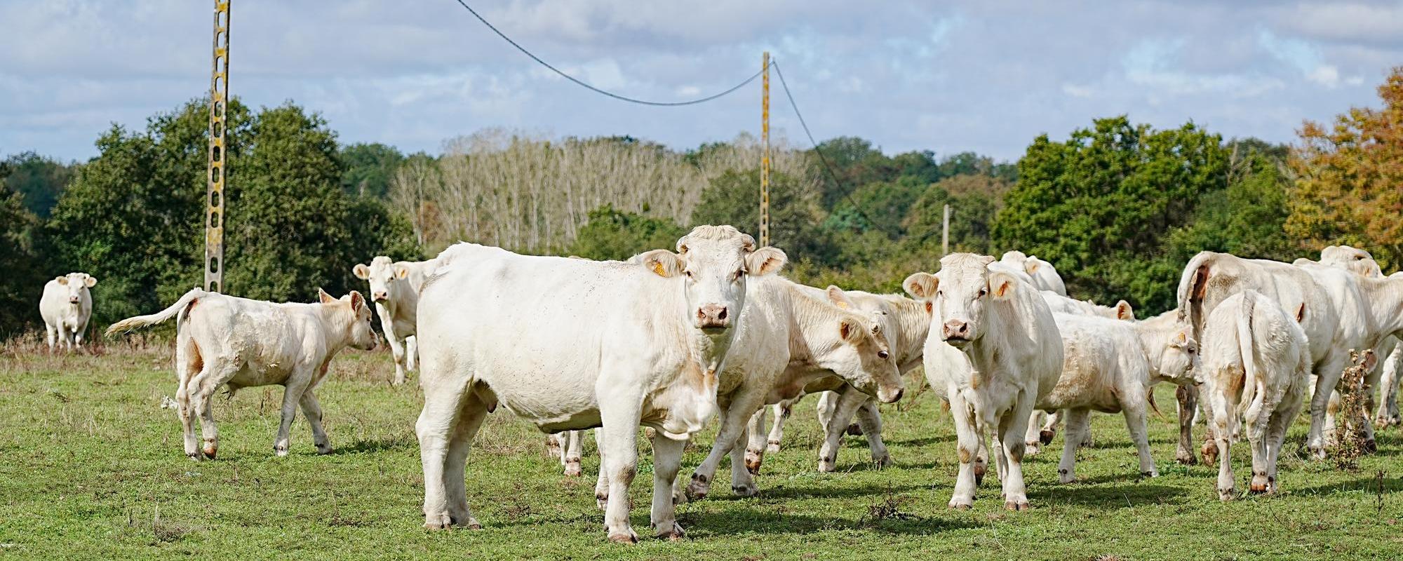 Cows grazing on Henroux project site