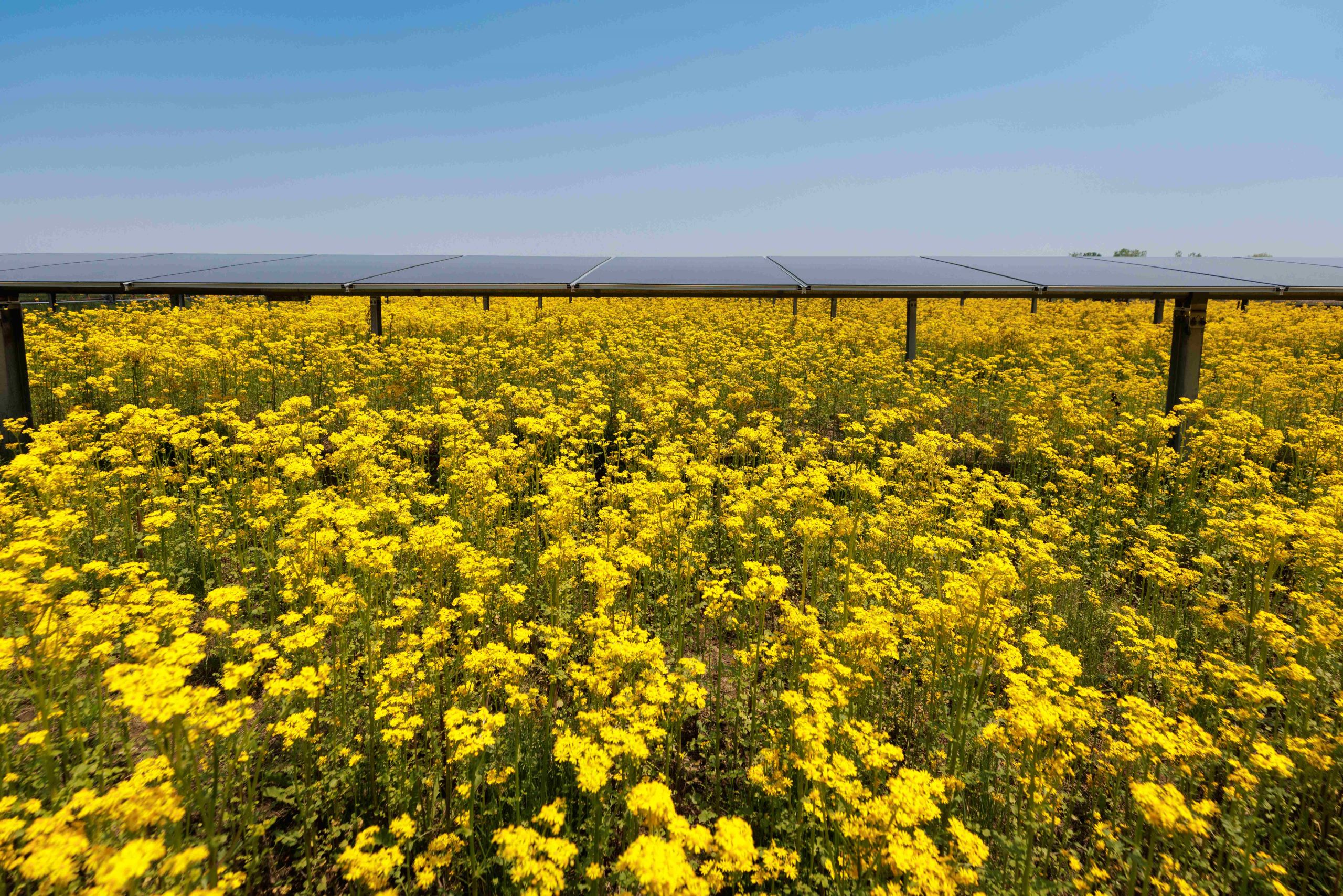 Image of flowers under and around solar panels.