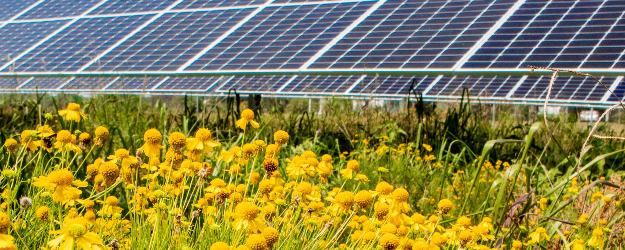 yellow flowers growing beneath solar panels