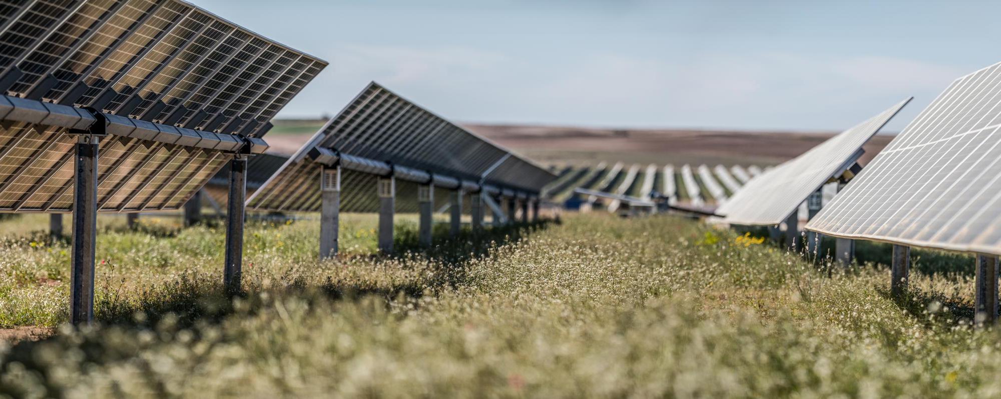 field of flowers growing around solar panels