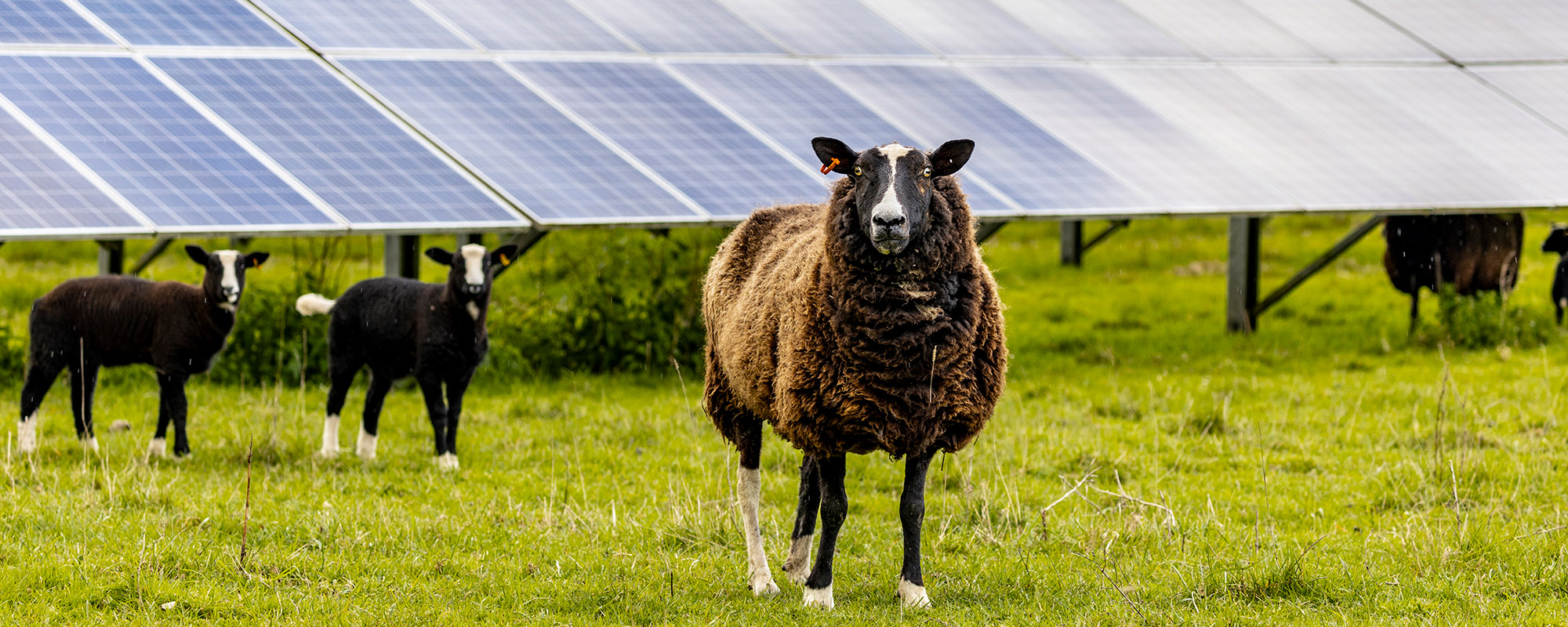 Brown sheep with two lambs standing in front of a row of solar panels in a field