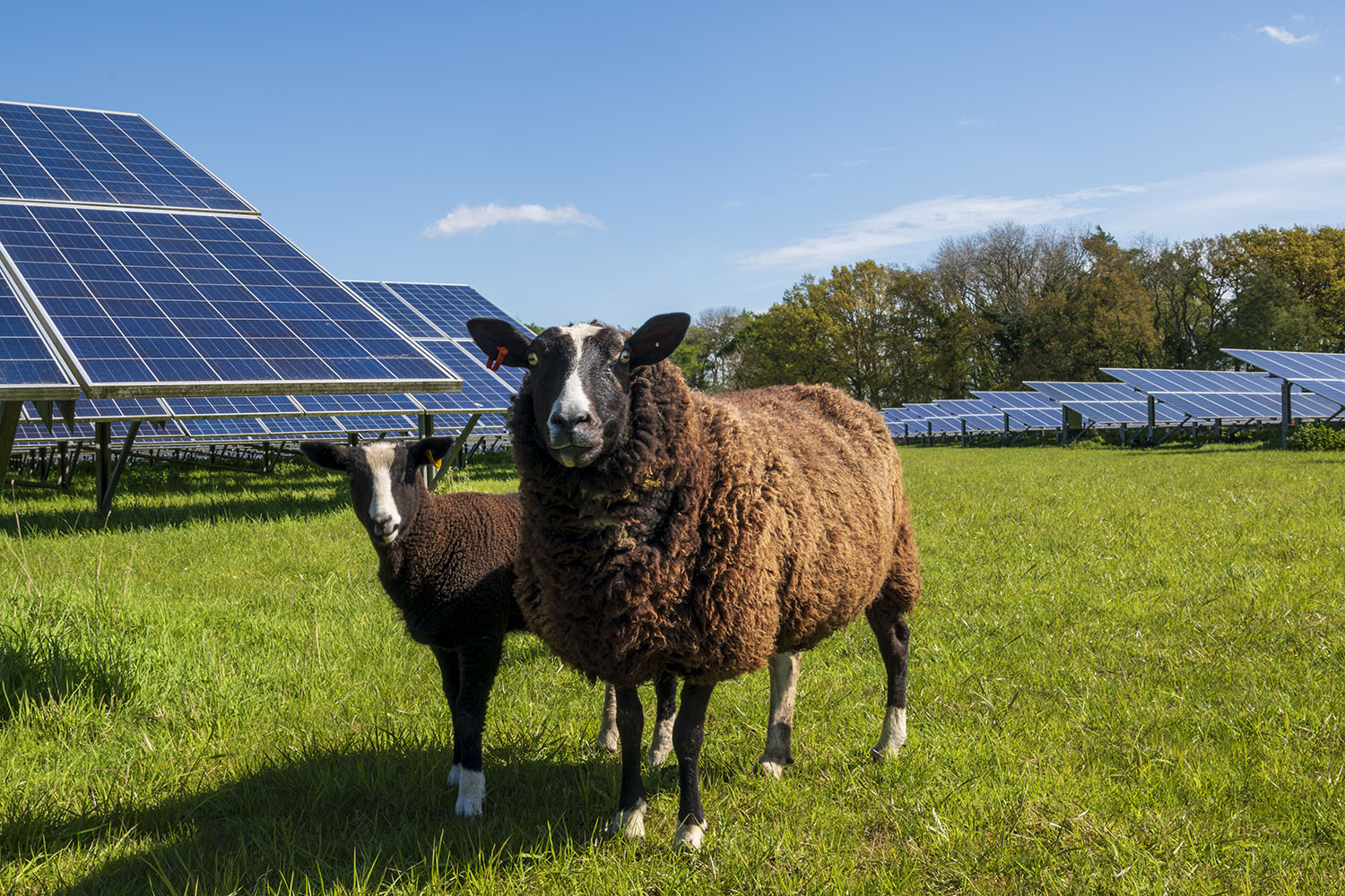 A sheep and it's lamb in a field of solar panels