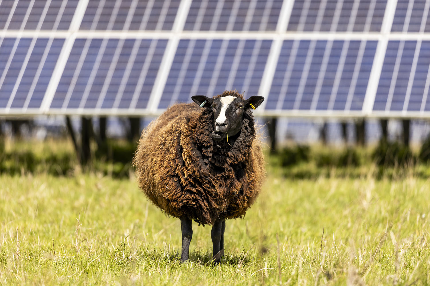 Sheep grazing in front of solar panels