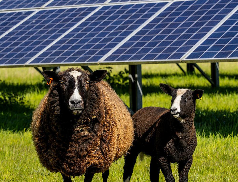 Brown sheep with a lamb in front of solar panels