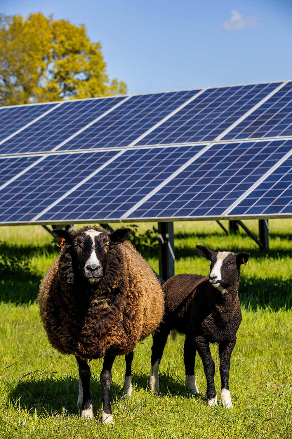 Brown sheep with a lamb in front of solar panels