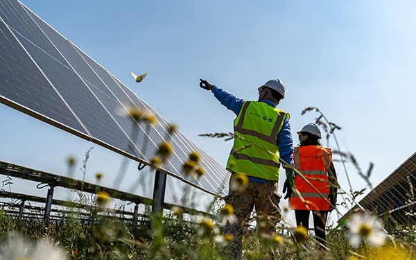 Low shot through flowers of two people on a solar farm pointing at the panels