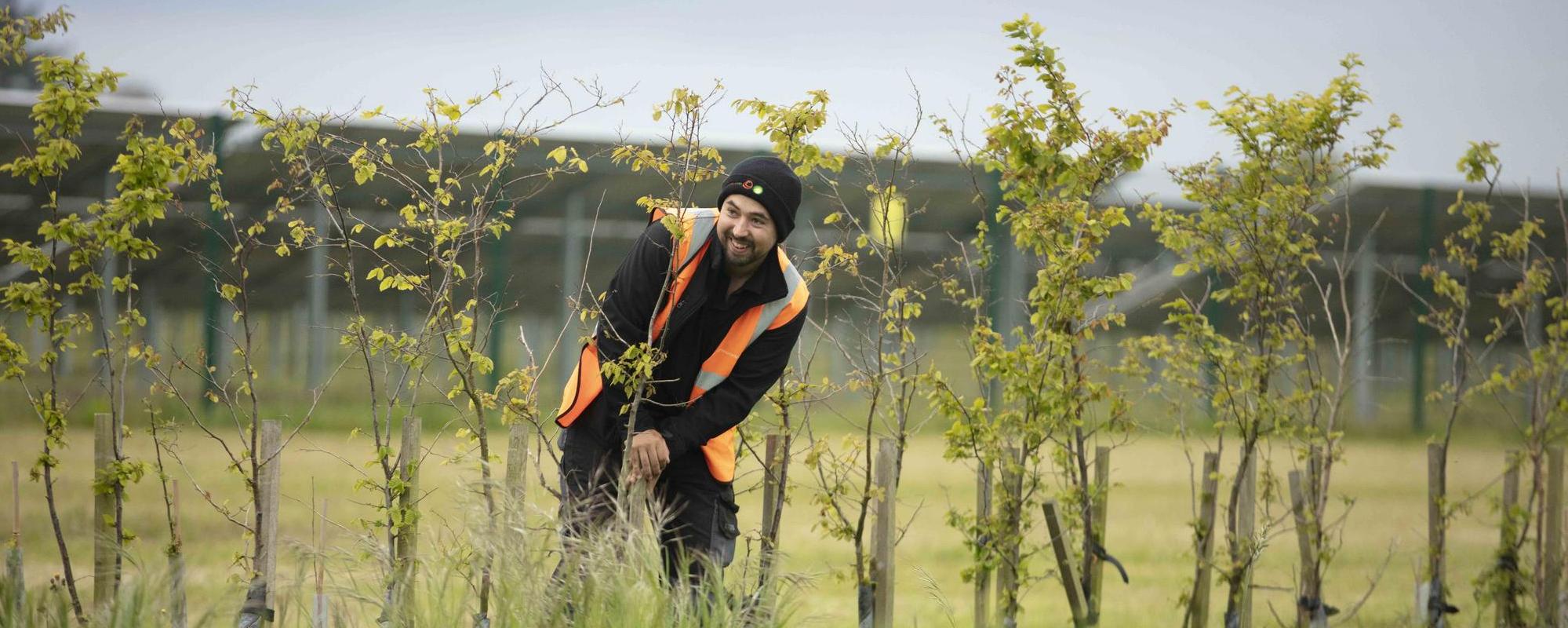 O&M team member planting trees on a solar farm